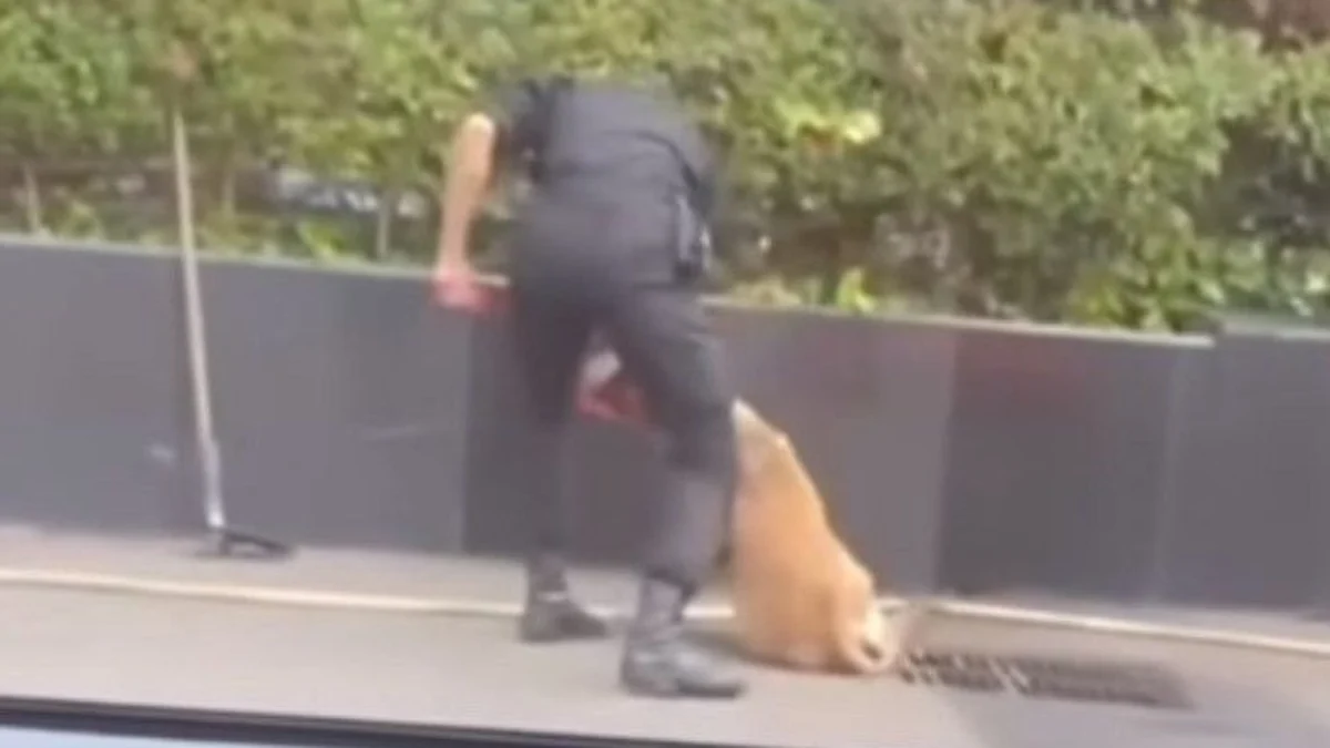 Viral Sekuriti Pukul Anjing Penjaga di Mal Plaza Indonesia, Manajemen Minta Maaf