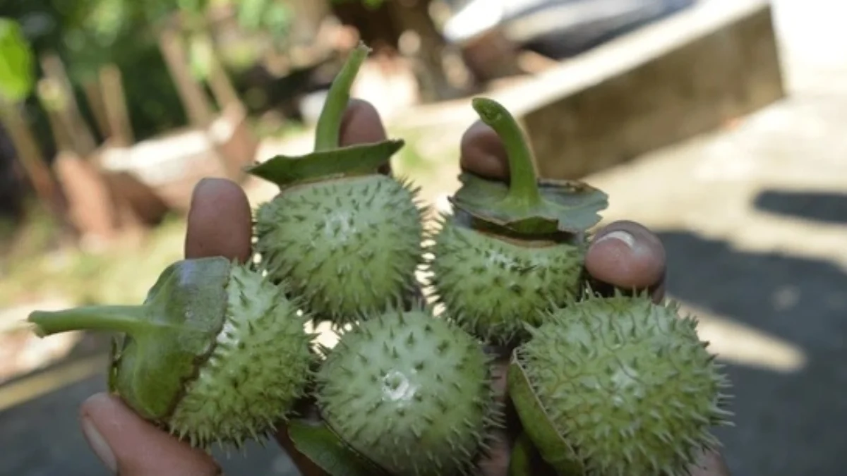 Buah Kecubung yang membuat puluhan orang mabok di Banjarmasin