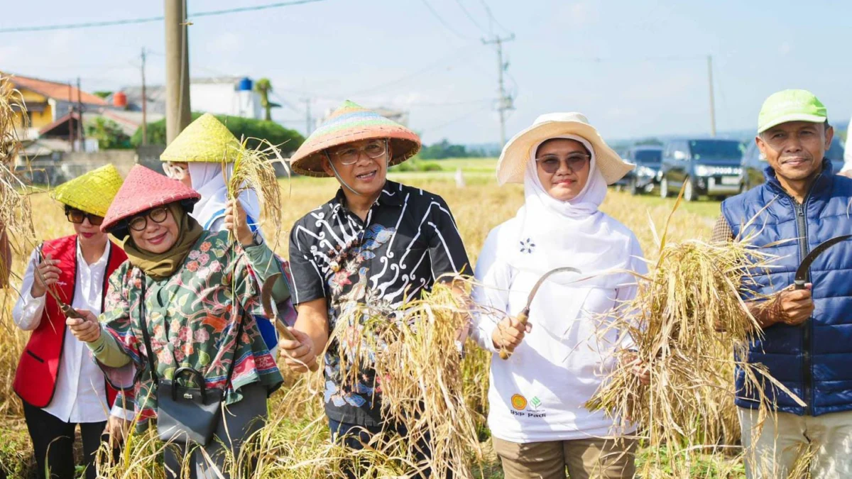 Pj Wali Kota Bogor, Hery Antasari bersama jajaran saat panen padi nutrizinc di Kebun Penelitian Tanaman Padi, Kelurahan Pasirjaya, Kecamatan Bogor Barat beberapa waktu lalu. (Yudha Prananda / Diskominfo Kota Bogor)
