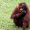 Ilustrasi: Orangutan. (foto freepik)