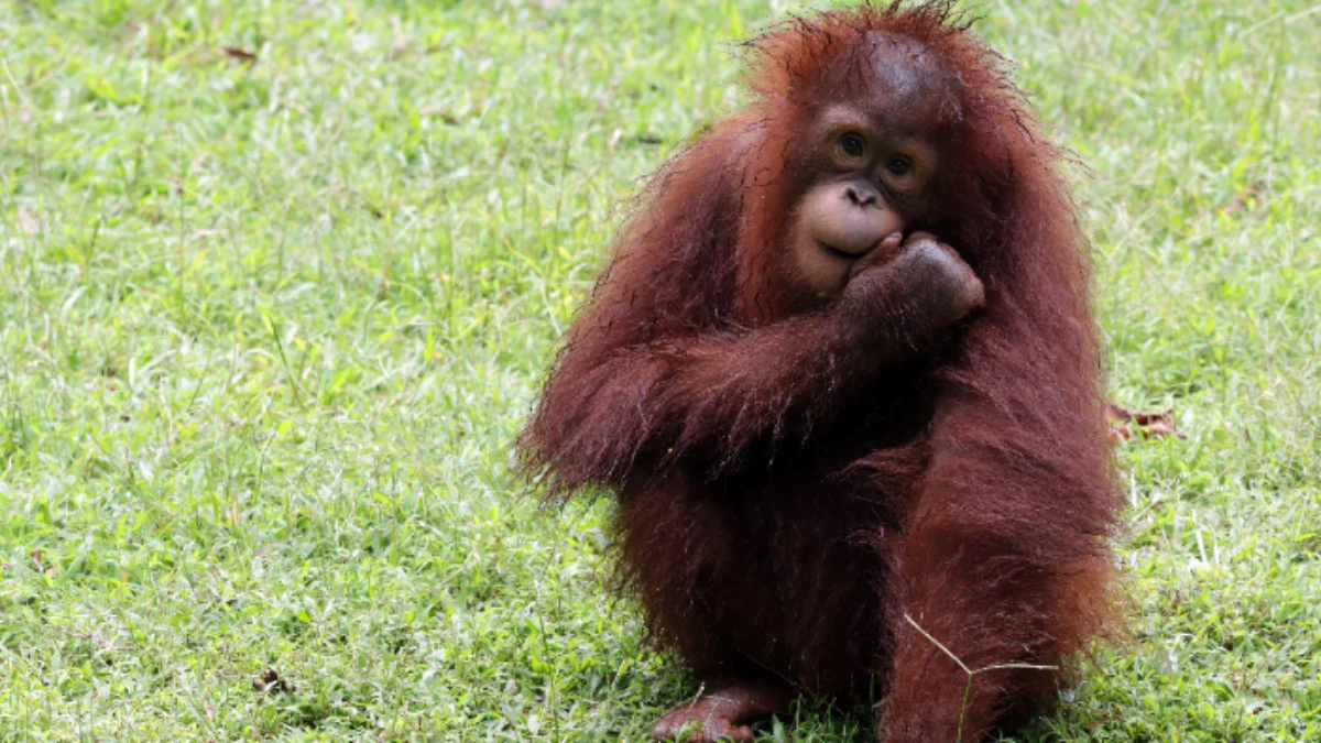Ilustrasi: Orangutan. (foto freepik)