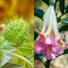 Kecubung atau Datura SP. (Pixabay)