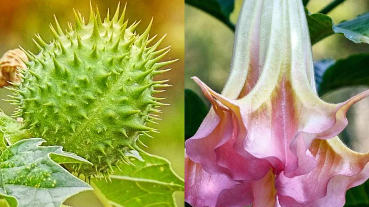 Kecubung atau Datura SP. (Pixabay)