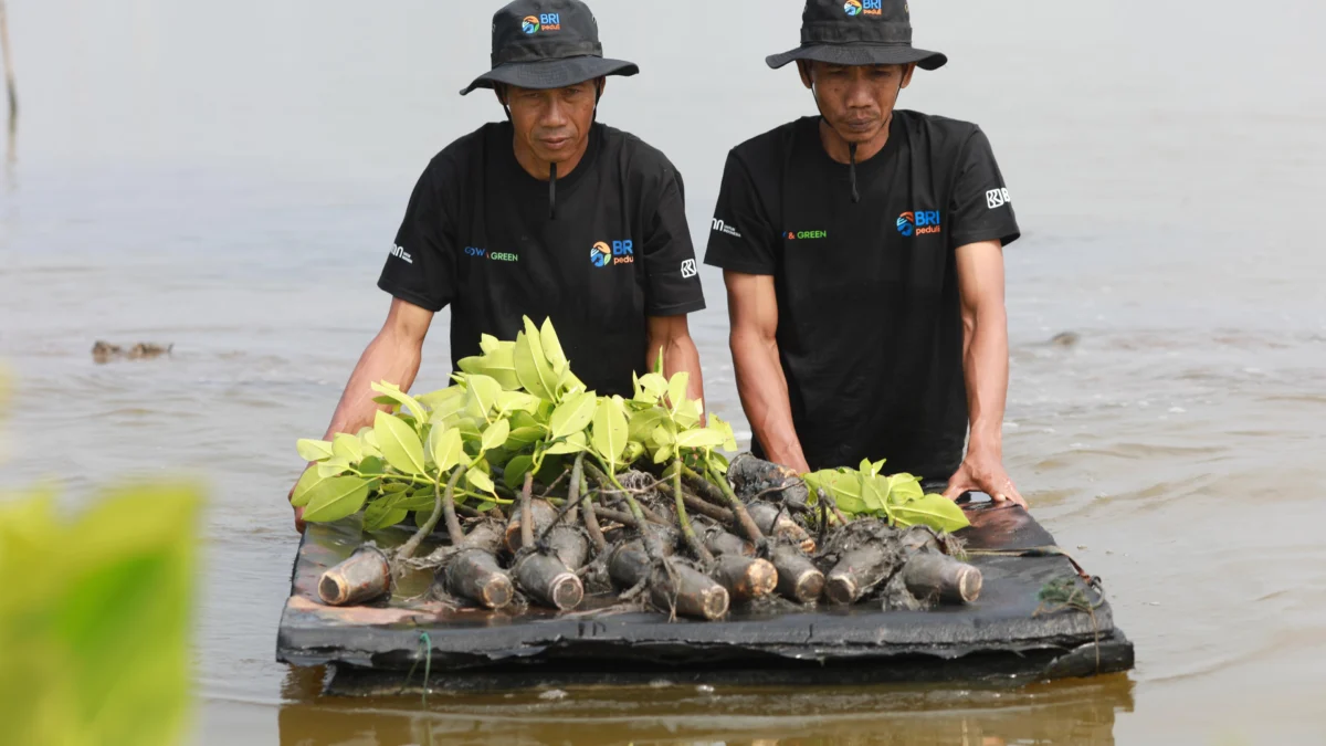 Potret 2 orang menanam mangrove