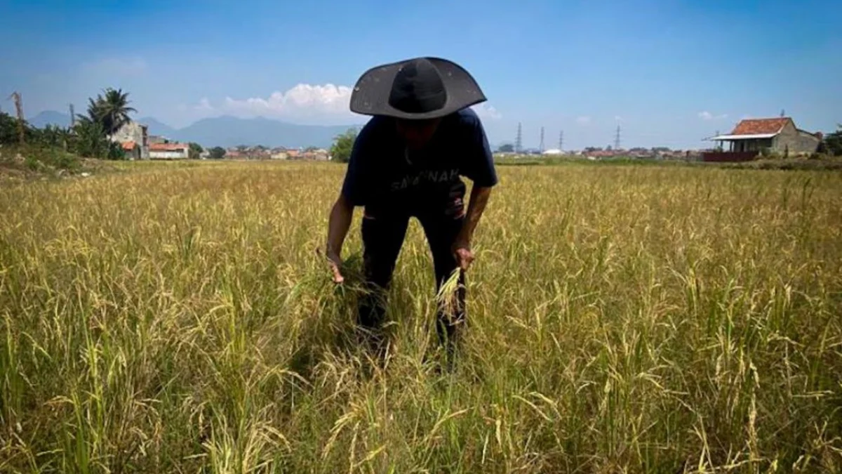 Petani di Situwangi, Kecamatan Cihampelas, KBB tunda masa tanam adi akibat kemarau dan pasokan air kurang. Selasa (30/7). Foto Jabar Ekspres