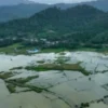 400 hektare sawah di Konawe Terendam akibat luapan Sungai Aworeka