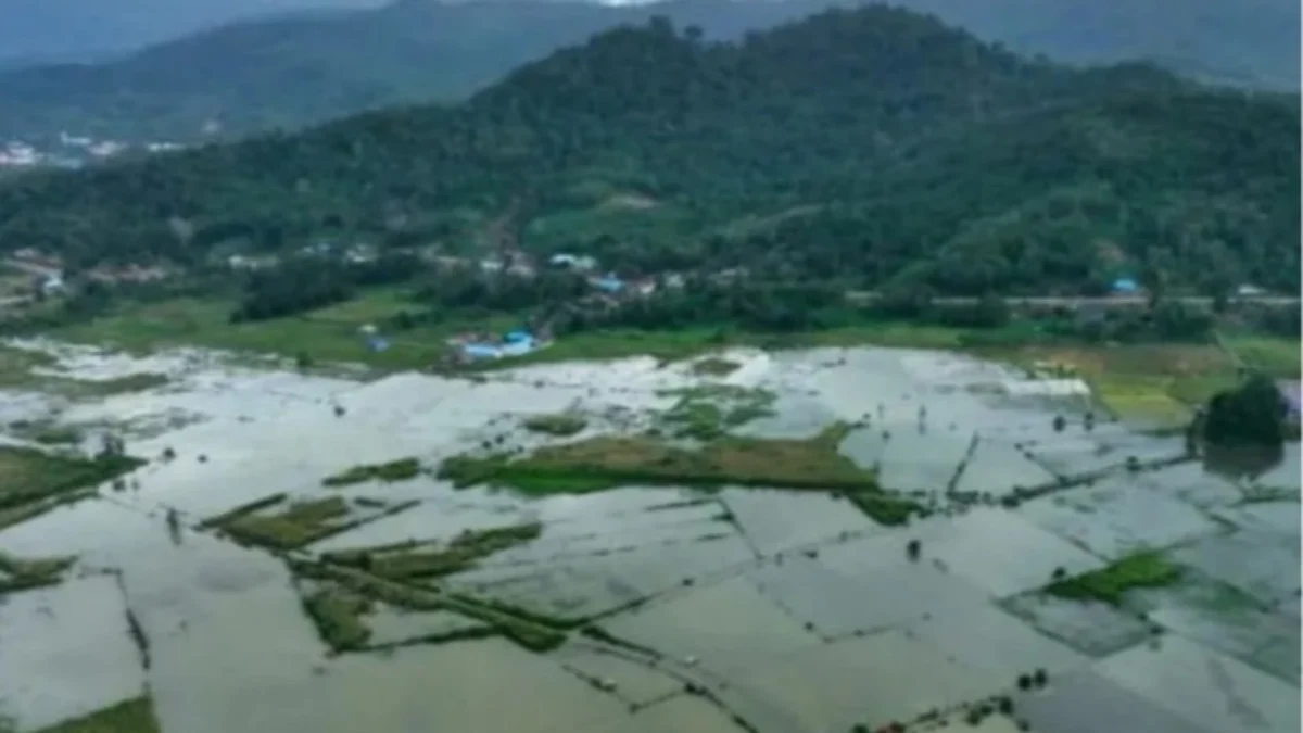 Akibat Luapan Sungai Aworeka di Konawe Rendam 400 Hektare Sawah 400 hektare sawah di Konawe Terendam akibat luapan Sungai Aworeka