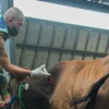 Ist. Hewan ternak sapi saat diberikan vaksin. Foto. Pandu Muslim Jabar Ekspres