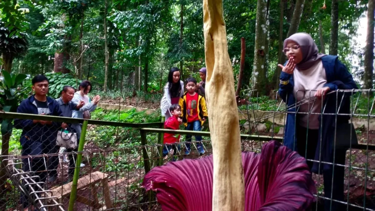 Kabupaten Bandung Butuh Mall dan Konektivitas Objek Wisata Ilustrasi wisatawan saat melihat Bunga Bangkai Raksasa di Tahura Ir Djuanda Kab Bandung beberapa waktu lalu.