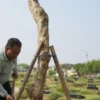 Petugas Suku Dinas Pertamanan dan Hutan Kota (Tamhut) Jakarta Barat menanam pohon pelindung di wilayah setempat. (foto/ANTARA)