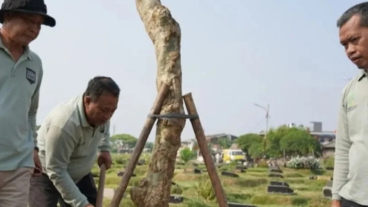 Petugas Suku Dinas Pertamanan dan Hutan Kota (Tamhut) Jakarta Barat menanam pohon pelindung di wilayah setempat. (foto/ANTARA)