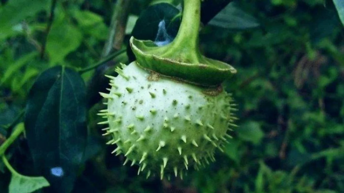 Kenali Buah Kecubung Mematikan yang Renggut Nyawa Warga Banjarmasin Kenali Buah Kecubung Mematikan yang Renggut Nyawa Warga Banjarmasin