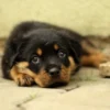 Keji! Anjing Pemburu Babi Disiksa di Hutan Bandung Barat Viral, Aktivis Hewan Angkat Bicara