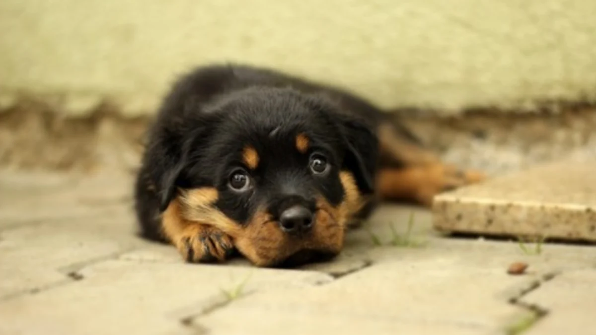 Keji! Anjing Pemburu Babi Disiksa di Hutan Bandung Barat Viral, Aktivis Hewan Angkat Bicara