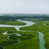 5 Fakta Penting Tentang Hutan Amazon yang Harus Kamu Ketahui