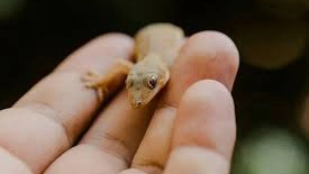 Cicak sering menjadi penghuni tak diundang di rumah, dan keberadaannya kerap kali mengganggu. Meski kecil, cicak bisa buang air besar di sembarang tempat