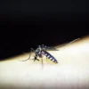 Dinas Kesehatan (Dinkes) Kota Cimahi memperingatkan potensi meningkatnya kasus demam berdarah dengue (DBD) pasca libur panjang. (Ilustrasi / Pixabay)