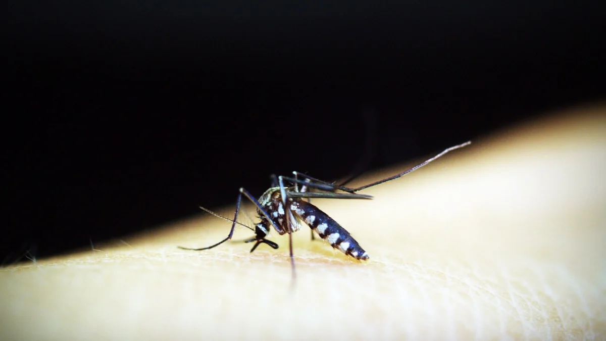 Dinas Kesehatan (Dinkes) Kota Cimahi memperingatkan potensi meningkatnya kasus demam berdarah dengue (DBD) pasca libur panjang. (Ilustrasi / Pixabay)