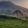 Viral dan Sejuk Banget! Ini 5 Tempat Wisata di Pangalengan Bandung