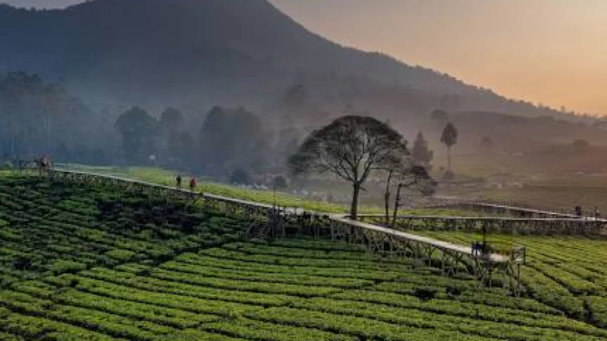 Viral dan Sejuk Banget! Ini 5 Tempat Wisata di Pangalengan Bandung