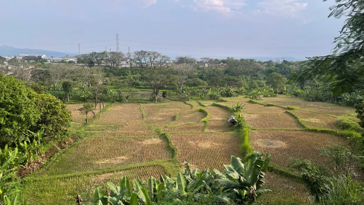 Ilustrasi produksi pertanian menurun karena tak teraliri air. Foto Jabar Ekspres/wit