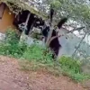 Viral Penampakan Orangutan Setinggi Rumah Keluyuran di Permukiman Warga