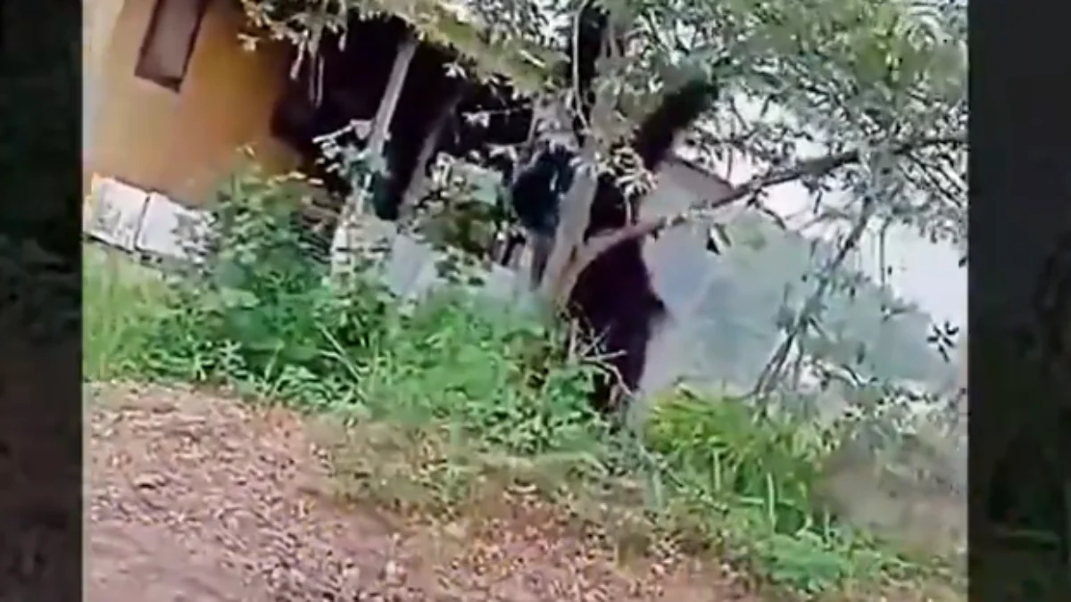 Viral Penampakan Orangutan Setinggi Rumah Keluyuran di Permukiman Warga