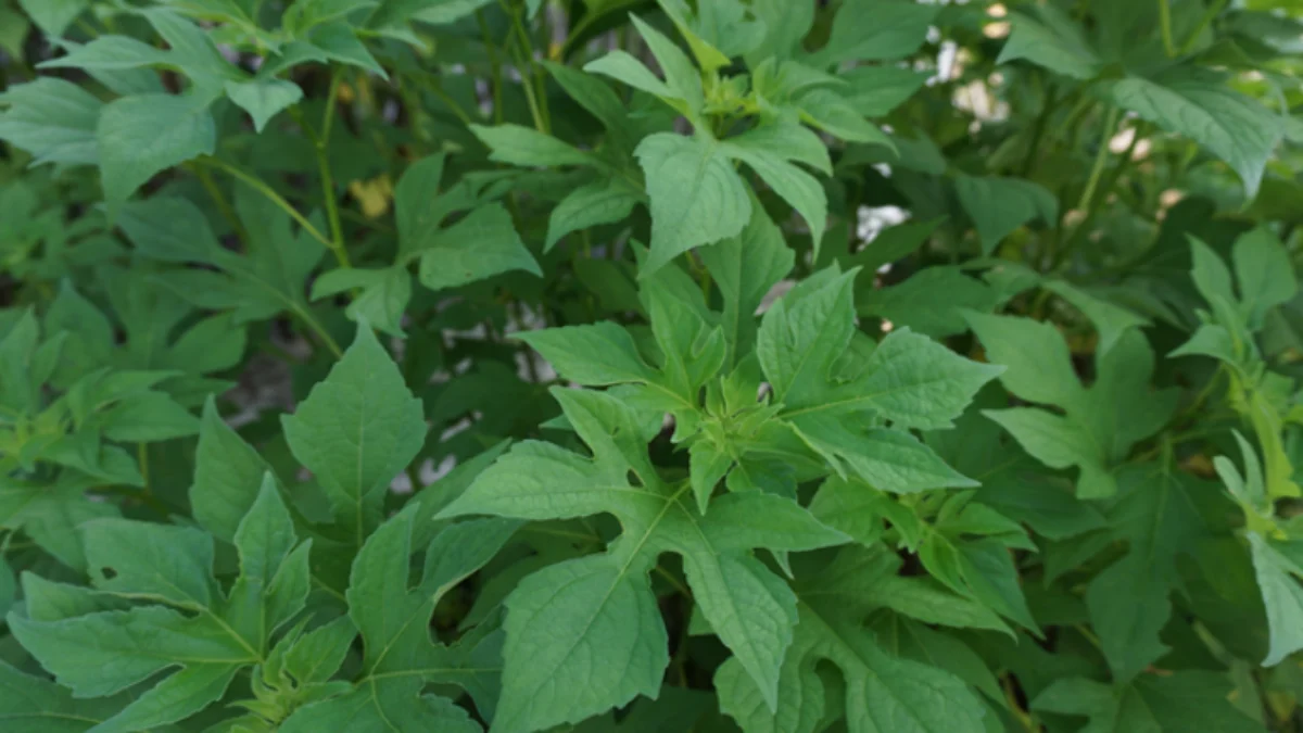 Mengungkap Manfaat Daun Insulin untuk Mengatasi Diabetes, Terbukti Ampuh? Mengungkap Manfaat Daun Insulin untuk Mengatasi Diabetes, Terbukti Ampuh?