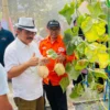 Pj Bupati Ciamis Engkus Sutisna saat meninjau pertanian melon di Lakbok Ciamis, Kamis 1 Agustus 2024. (Cecep Herdi/Jabar Ekspres)