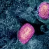 WHO Mengungkapkan Mpox Bukanlah Varian Baru Covid-19