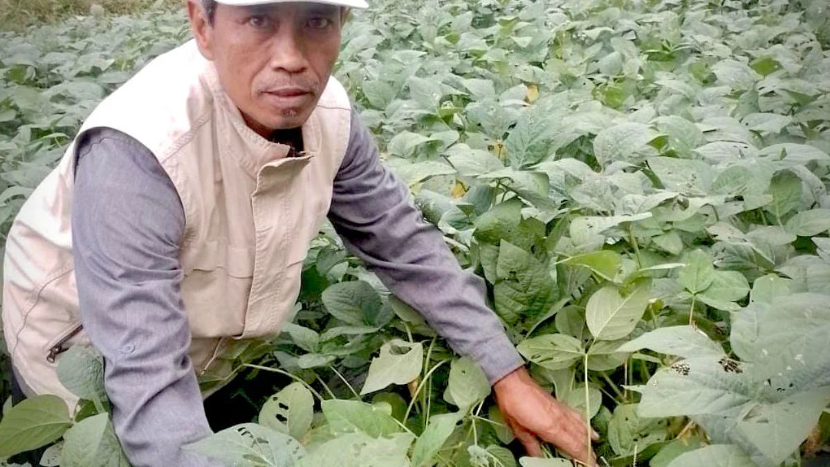 Saepudin, petani kacang edamame di Desa Tanjungwangi, Kecamatan Cihampelas, KBB. Kamis (8/8). Dok Jabar Ekspres