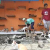 Ribuan Kucing di Rumah Kucing Parung Bogor