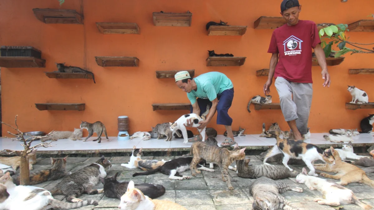Rawat Ribuan Kucing Terlantar, Kisah Dita Pemilik Rumah Kucing Parung di Bogor Ribuan Kucing di Rumah Kucing Parung Bogor