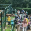 Pengunjung Kebun Binatang Bandung saat memberi makan satwa. (Dok. Jabar Ekspres)