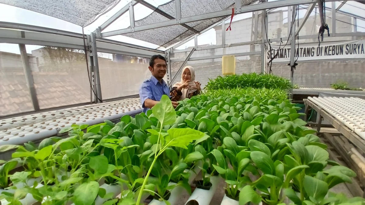 Dari Hobi Jadi Bisnis: Kisah Petani Hidroponik Sukses di Cimahi Doc. Deni Hendiyani bersama Istrinya Kini Sukses dalam berbisnis Tanaman Hidroponik di Rumahnya (mong)