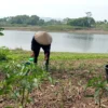 DAS Waduk Saguling menyusut mendekati batas normal, petani manfaatkan lahan mengering untuk pertanian. Dok Jabar Ekspres