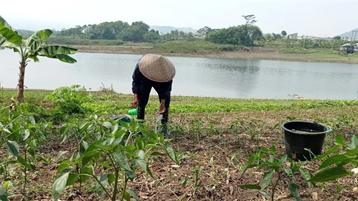 DAS Waduk Saguling menyusut mendekati batas normal, petani manfaatkan lahan mengering untuk pertanian. Dok Jabar Ekspres