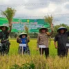 Dandim 0613 Ciamis Ajak Wujudkan Swasembada Pangan Unsur Forkopimda Kota Banjar secara simbolis memanen padi di lahan pertanian Kelompok Tani Santana 2, Lingkungan Siluman Baru, Kelurahan Purwaharja, Kecamatan Purwaharja, Kota Banjar, Jawa Barat, pada Selasa 27 Agustus 2024. (Cecep Herdi/Jabar Ekspres)
