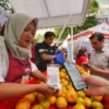 Berkat Pemberdayaan BRI, Usaha Klaster Jeruk Ini Makin Berkembang