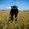 Petani di wilayah Kecamatan Cihampelas, Bandung Barat memilih menunda masa tanam padi. Dok Jabar Ekspres