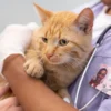 Ilustrasi Steril Kucing Gratis di Bandung 2024/ Freepik