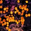 Seberapa Masif Penyebaran Wabah Mpox di Dunia? Kenali Gejalanya