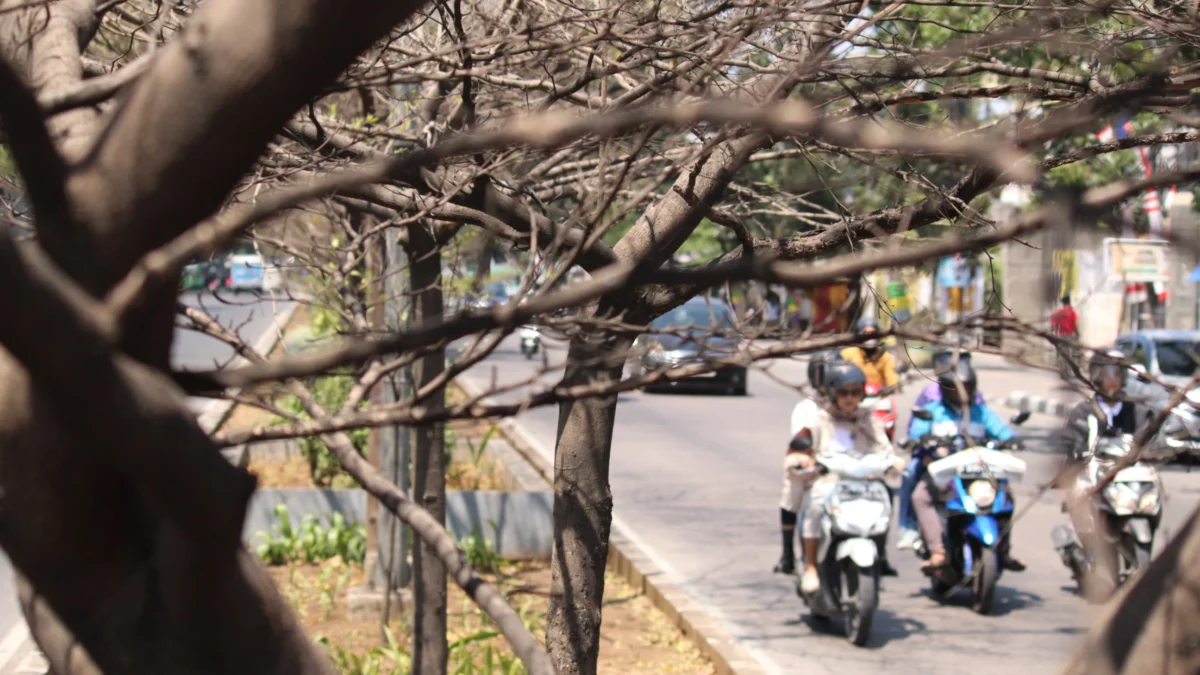 Wilayah di Jabar Siaga dan Tanggap Darurat Kekeringan, Bey Machmudin Siapkan Ini Dok. Terdampak musim kemarau, sejumlah pohon di Jl. Ibrahim Adjie Bandung kering. Foto. Son.