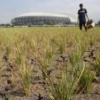 Ilustrasi kekeringan lahan sawah di Kecamatan Gedebage, Kota Bandung.