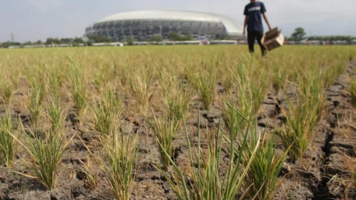 Sawah di Kota Bandung Mulai Terdampak Kekeringan? Ilustrasi kekeringan lahan sawah di Kecamatan Gedebage, Kota Bandung.