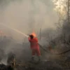 Hutan di Kawasan Gunung Tangkuban Perahu Kebakaran