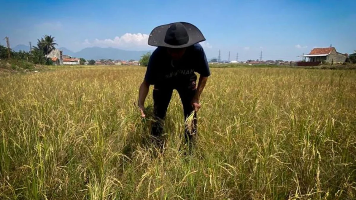 Pemda Bandung Barat Tetapkan Status Siaga Bencana Kekeringan Petani di Kecamatan Cihampelas, Bandung Barat memilih menunda masa tanam padi. Dok Jabar Ekspres