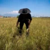 Petani di Kecamatan Cihampelas, Bandung Barat memilih menunda masa tanam padi di musim kemarau. Dok Jabar Ekspres