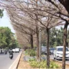 Ist. Pohon di sepanjang jalam Kota Bandung kering akibat kemarau. Dok. Jabar Ekspres.