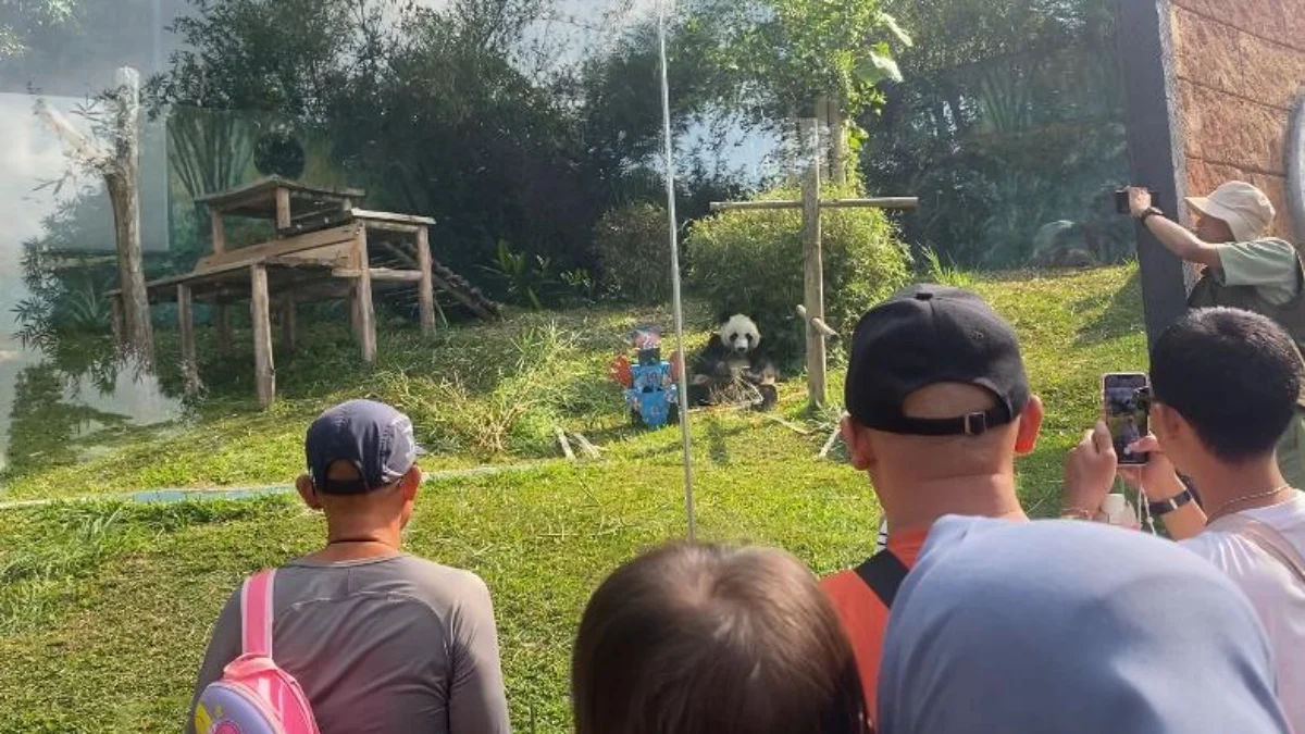 Panda Hu Chun Rayakan Ultah ke-14 di TSI Bogor Panda Hu Chun Rayakan Ultah ke-14 di TSI Bogor